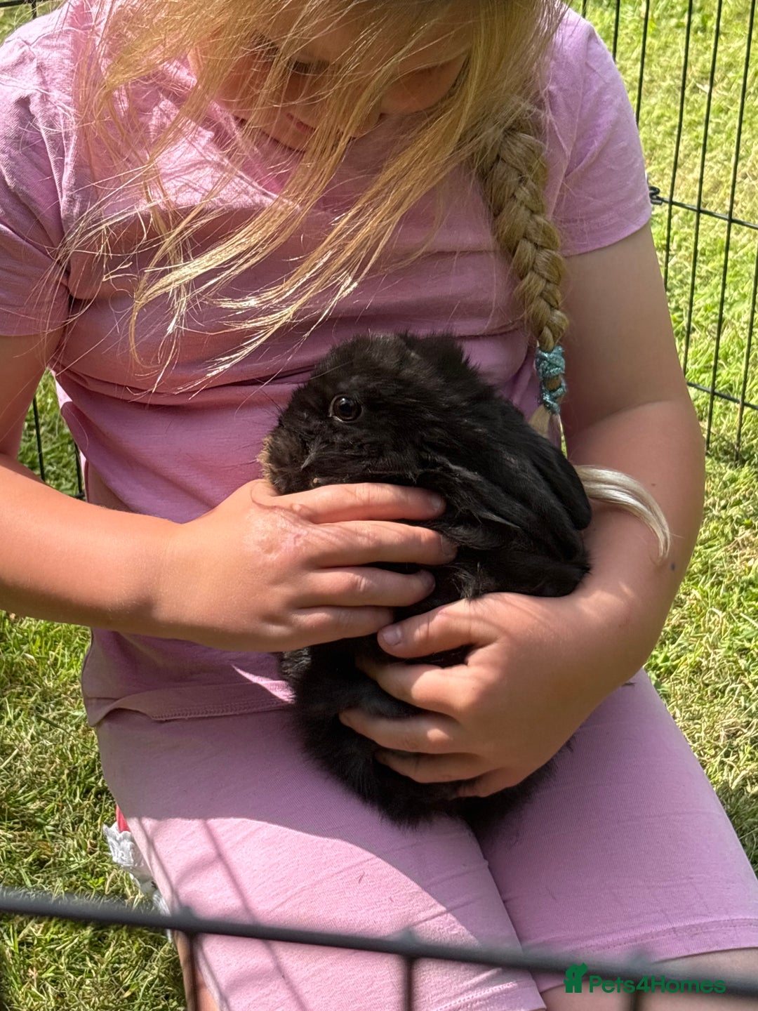 Mini Lion Lop rabbits for sale: Super friendly and loving babies - Image 1