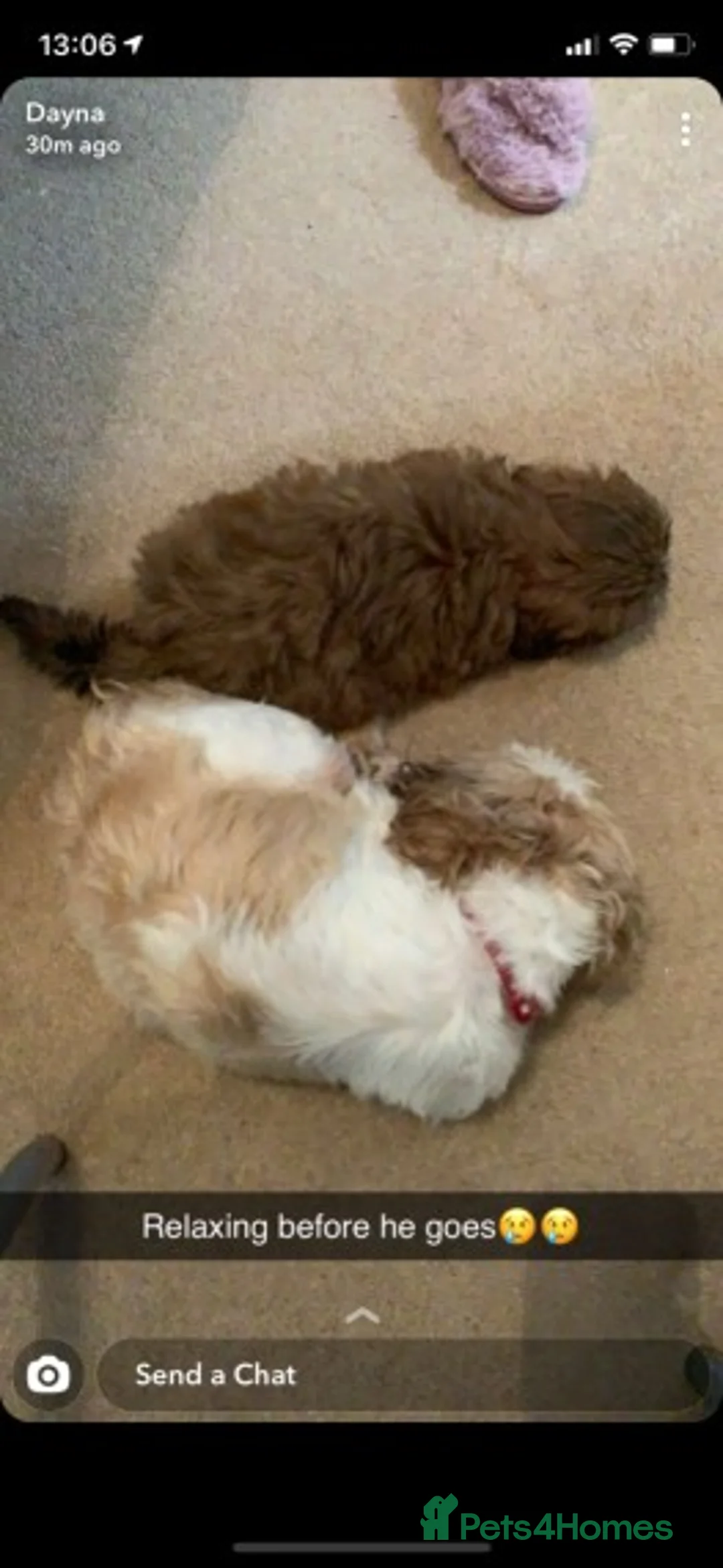Shih Tzu dogs for stud: KC registered stud dog in Cullompton - Advert 4