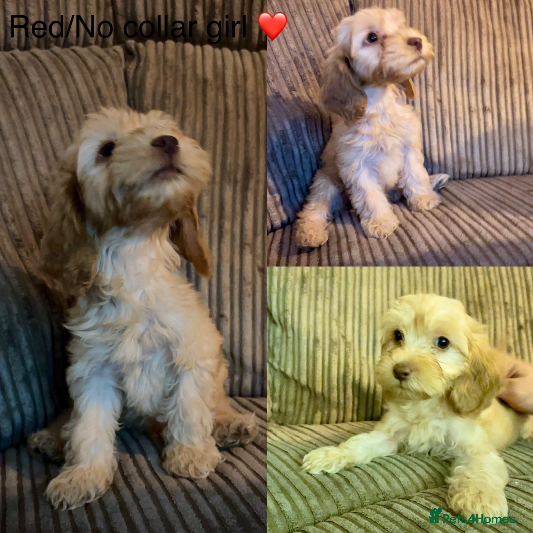Cockapoo dogs *REDUCED* READY NOW - 1 left - cockapoo puppies - Advert 5