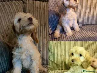 Cockapoo dogs *REDUCED* READY NOW - 1 left - cockapoo puppies - Advert 5