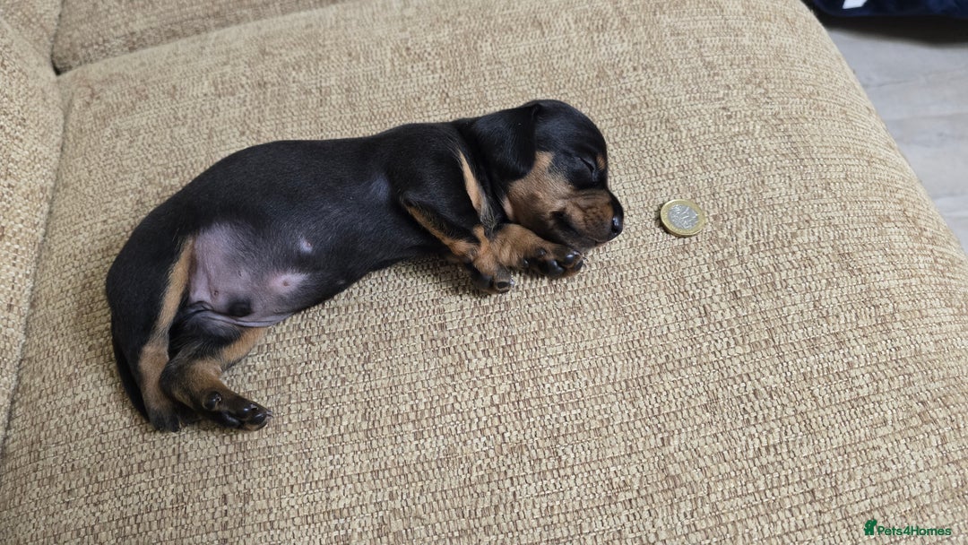 Miniature Dachshund dogs for sale: Miniature dachshund Puppies  - Advert 20