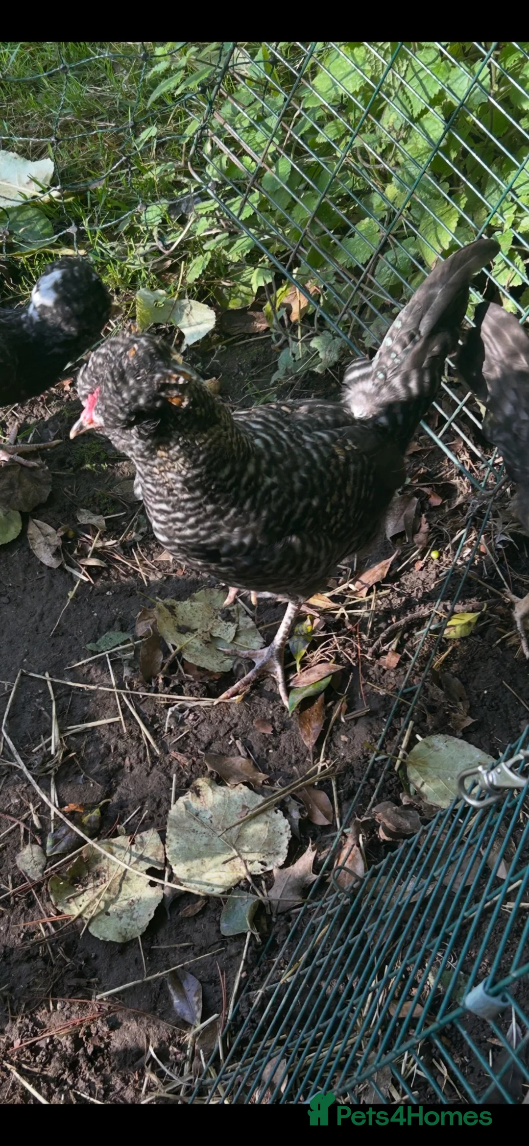 Chickens poultry for sale: Lacey cockerel - Advert 2