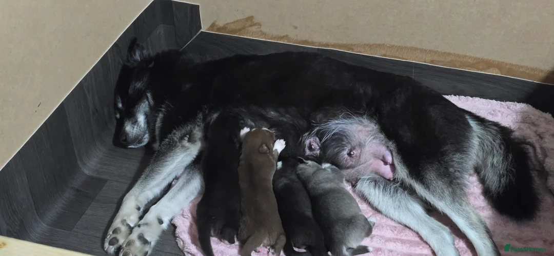 Siberian Husky dogs for sale: Pure Bred Siberian Husky Puppies in Rhyl - Advert 9