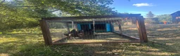 Chickens poultry for sale: Ayam cemani chicks - Advert 4