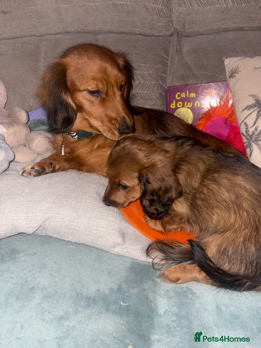Dachshund dogs for sale: 2x Red dapple Dachshund puppies ready to go.. - Advert 13