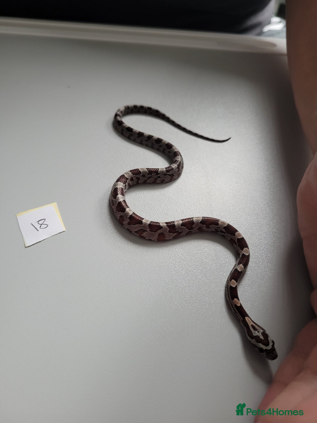 Corn Snake reptiles for sale: 6 week old baby corn snakes - Image 8