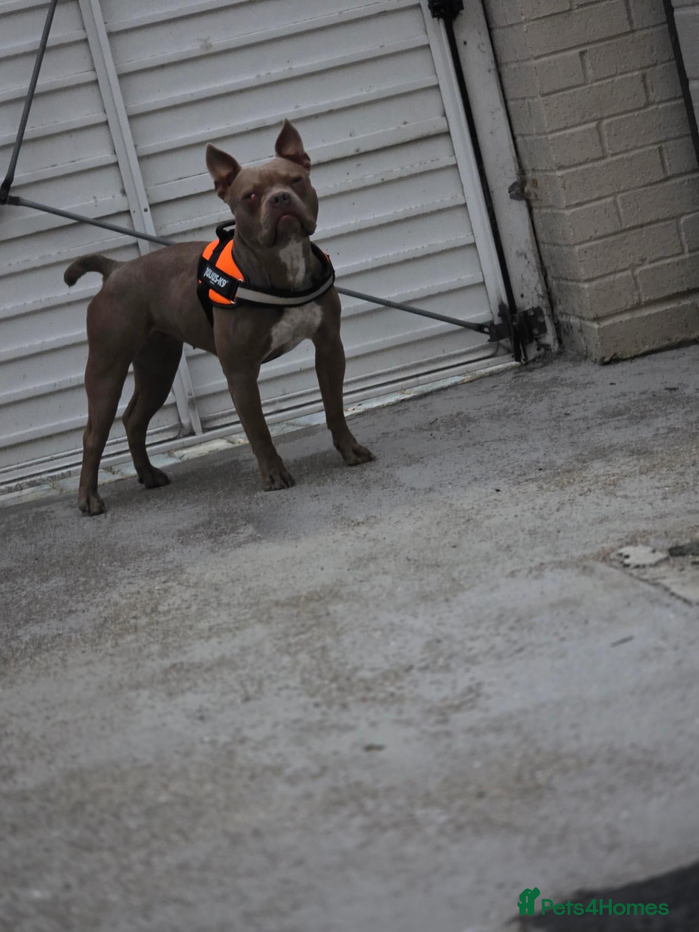 Mixed Breed dogs Bleu 2YO Pocket Bully - Advert 4