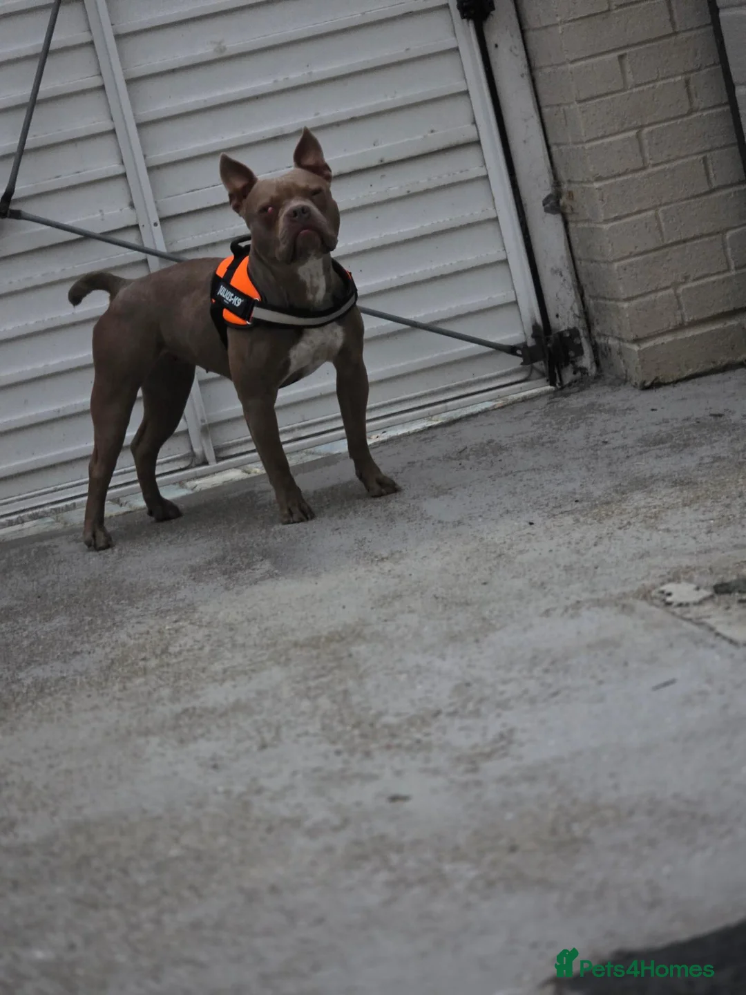 Mixed Breed dogs for sale: Bleu 2YO Pocket Bully in Bishop Auckland - Advert 1