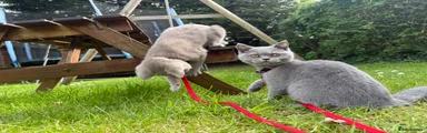 British Shorthair female blue