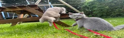 British Shorthair cats for sale: British Shorthair Babies - Advert 3