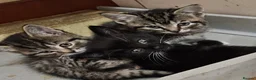 Mixed Breed cats for sale: 🐾 Beautiful Kittens  - Advert 7