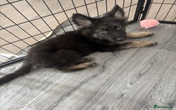German Shepherd dogs for sale: German Shepard puppies - Image 7