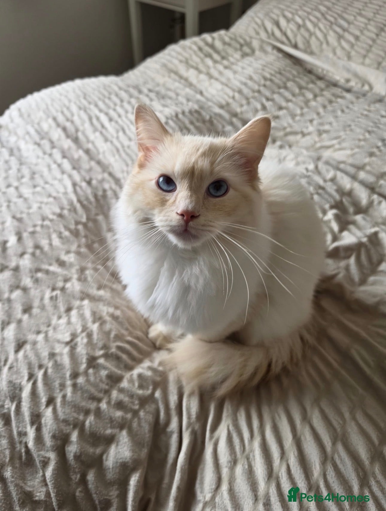 Ragdoll cats Benny looking for his forever home  - Advert 2