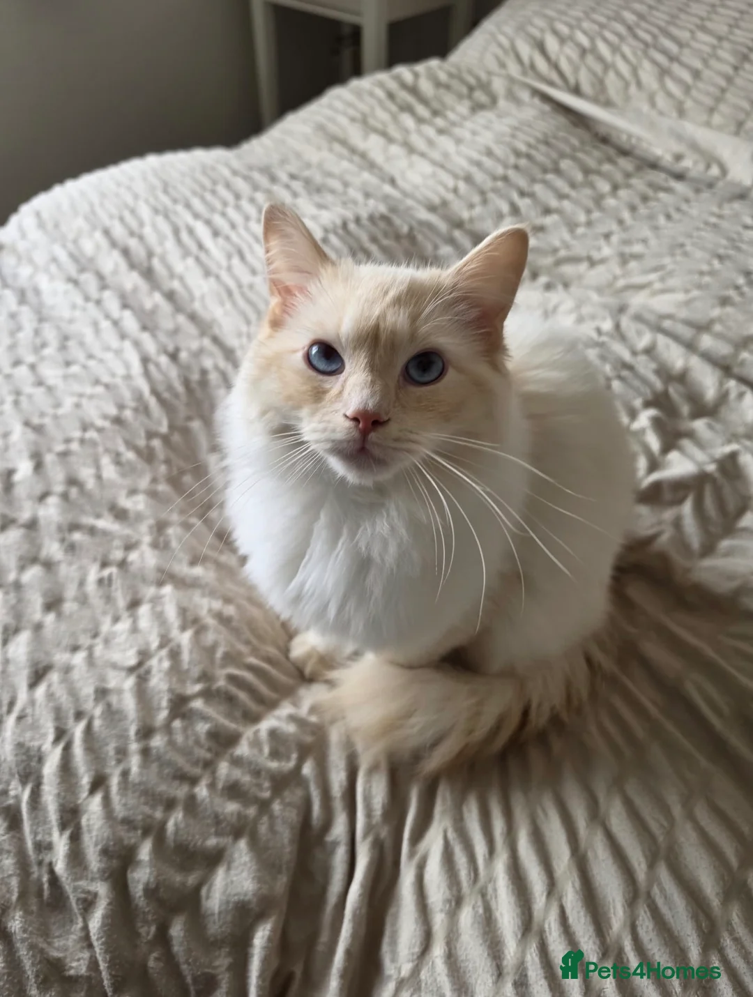 Ragdoll cats for sale: Benny looking for his forever home  - Advert 1