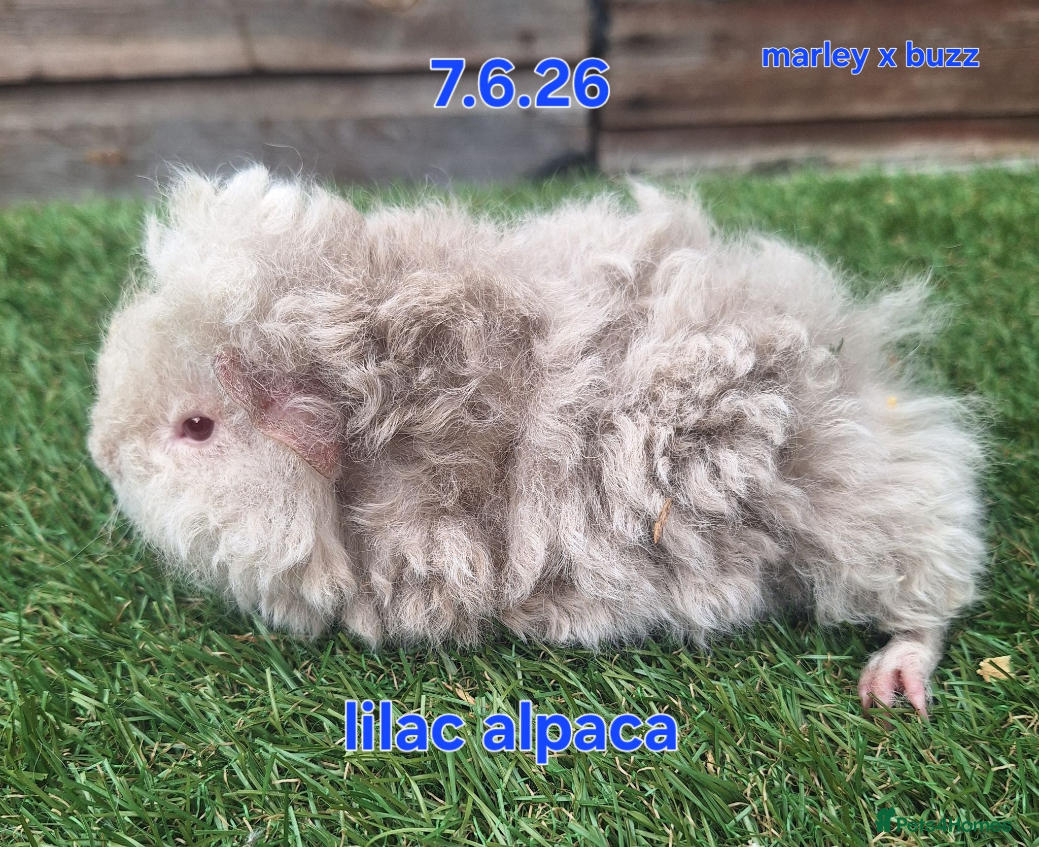 Guinea Pig rodents Fluffy baby boy male guinea pigs - Advert 8