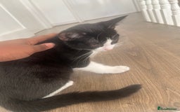 British Shorthair cats for sale: Tuxedo Kitten For Sale - Advert 6