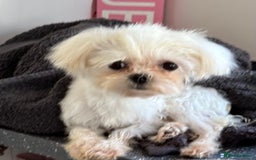 Maltese dogs for stud: Kc tiny Korean Maltese stud - Image 4