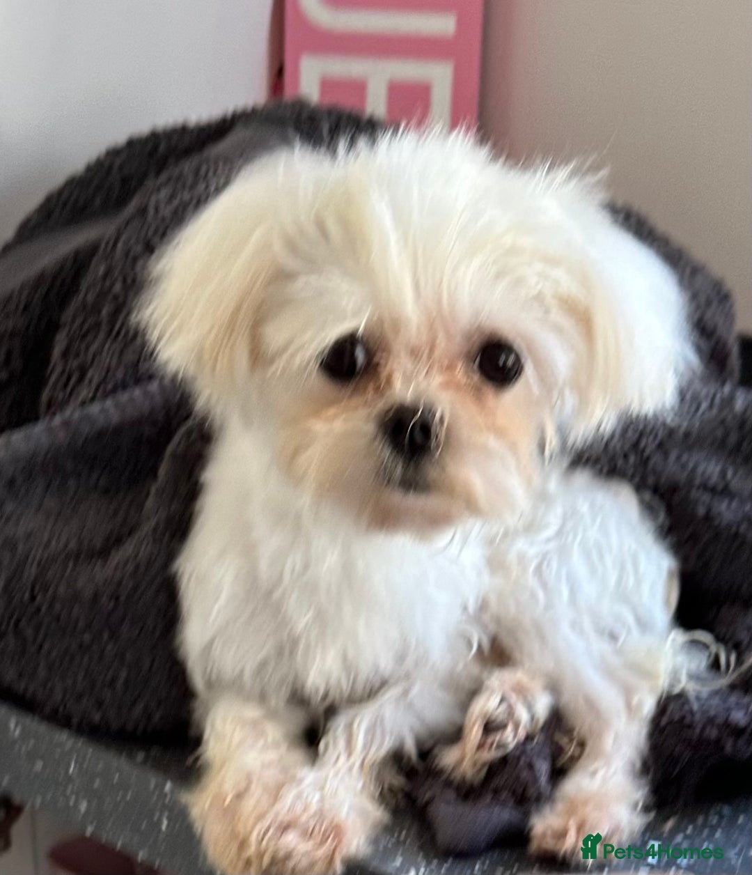 Maltese dogs for stud: Kc tiny Korean Maltese stud - Image 4