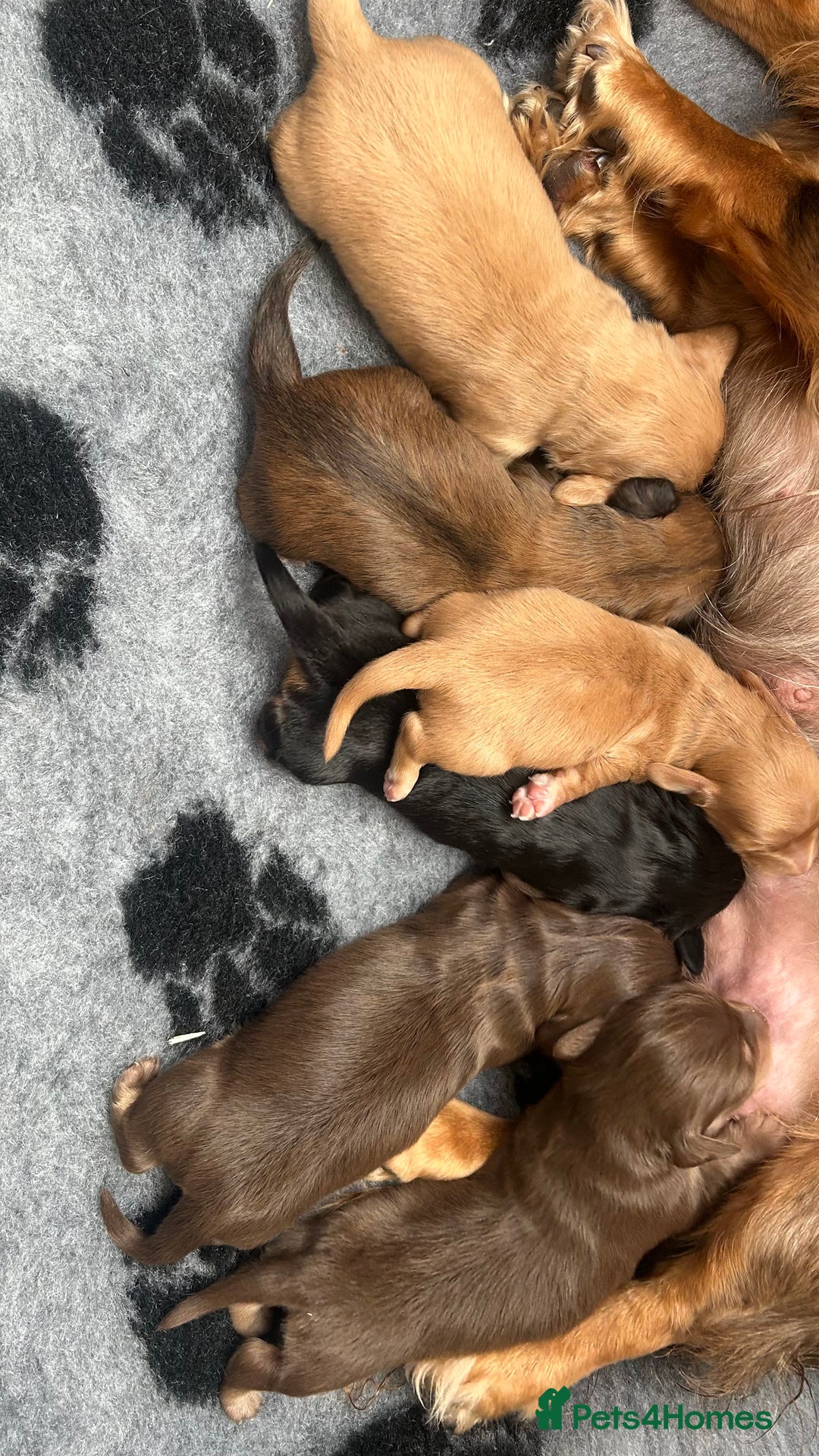 Miniature Dachshund dogs for sale: Gorgeous mini long haired dachshund puppies🐾🩷 - Advert 4