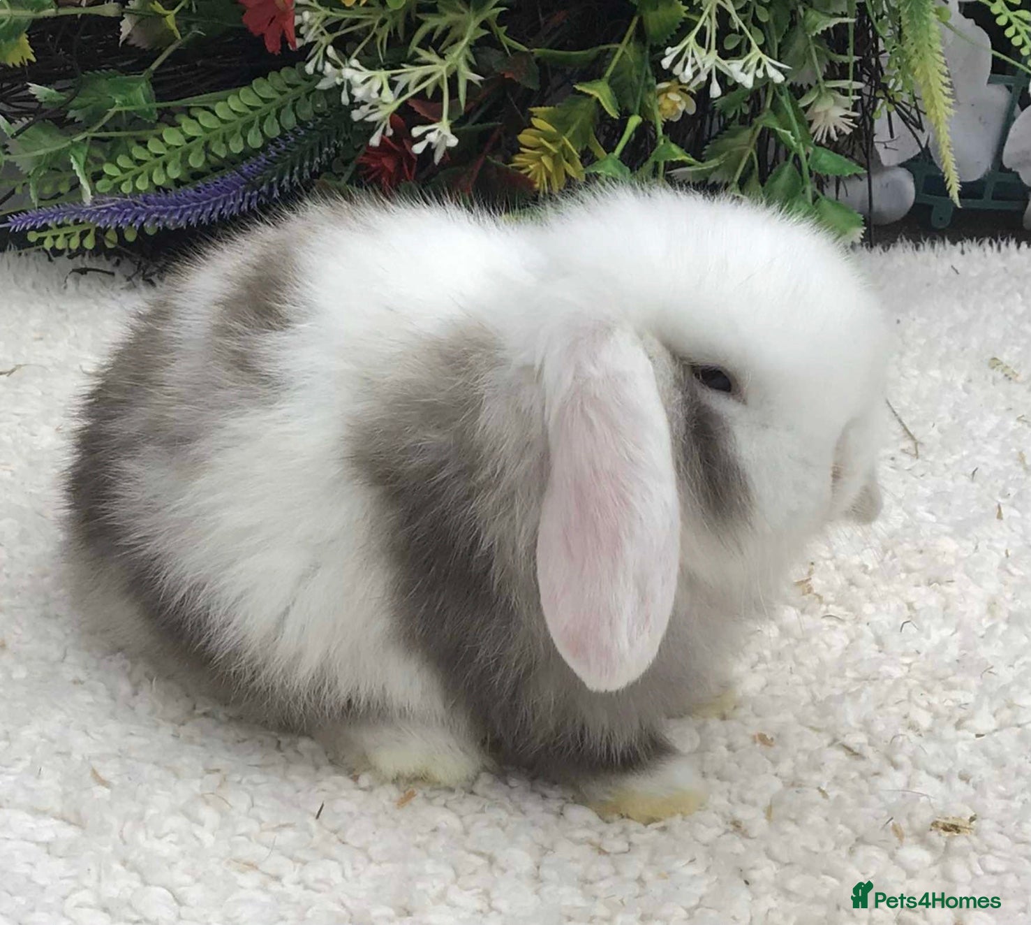 Mini Lop rabbits Mini lop buck - Advert 11