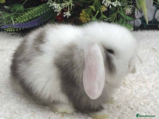Mini Lop rabbits Mini lop buck - Advert 15