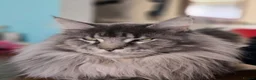 Mixed Breed cats for sale: Maine Coon mixed breed - Advert 11