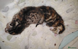 Mixed Breed cats for sale: Two female kitten's available  - Image 10
