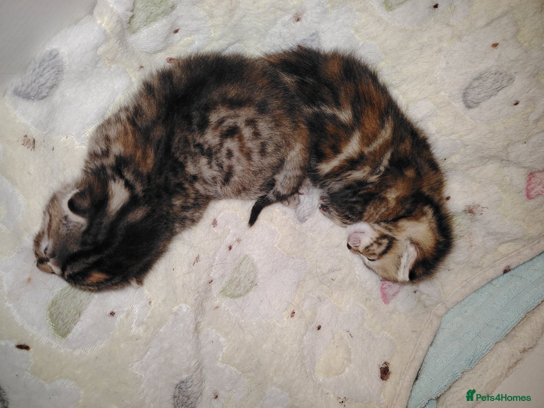 Mixed Breed cats for sale: Two female kitten's available  - Image 10