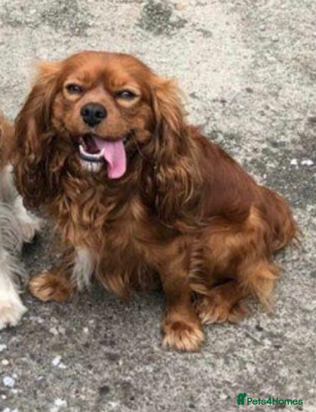 Cavalier King Charles Spaniel dogs for sale: ❤️KC REGISTERED HEALTH CLEAR CAVALIER PUPPIES❤️ - Advert 12