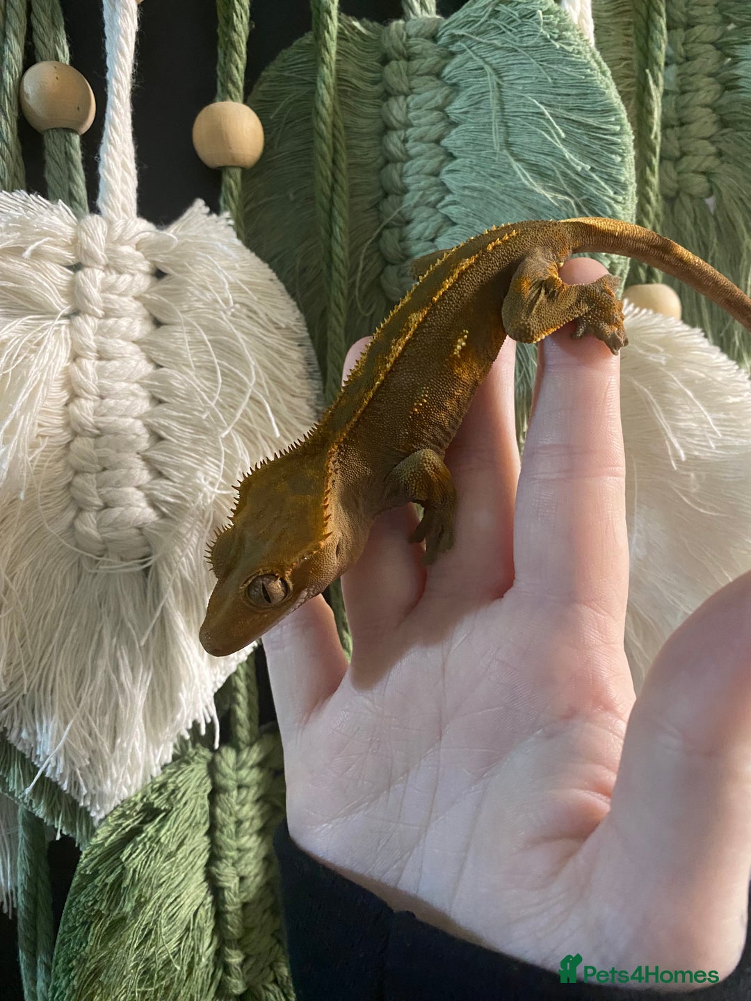 Gecko reptiles for sale: Crested Gecko babies - Advert 3