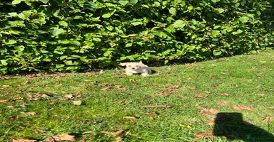 Mixed Breed dogs - Advert 1