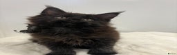 Maine Coon cats for sale: TICA stunning male black kitten Maine Coon XXL - Advert 3