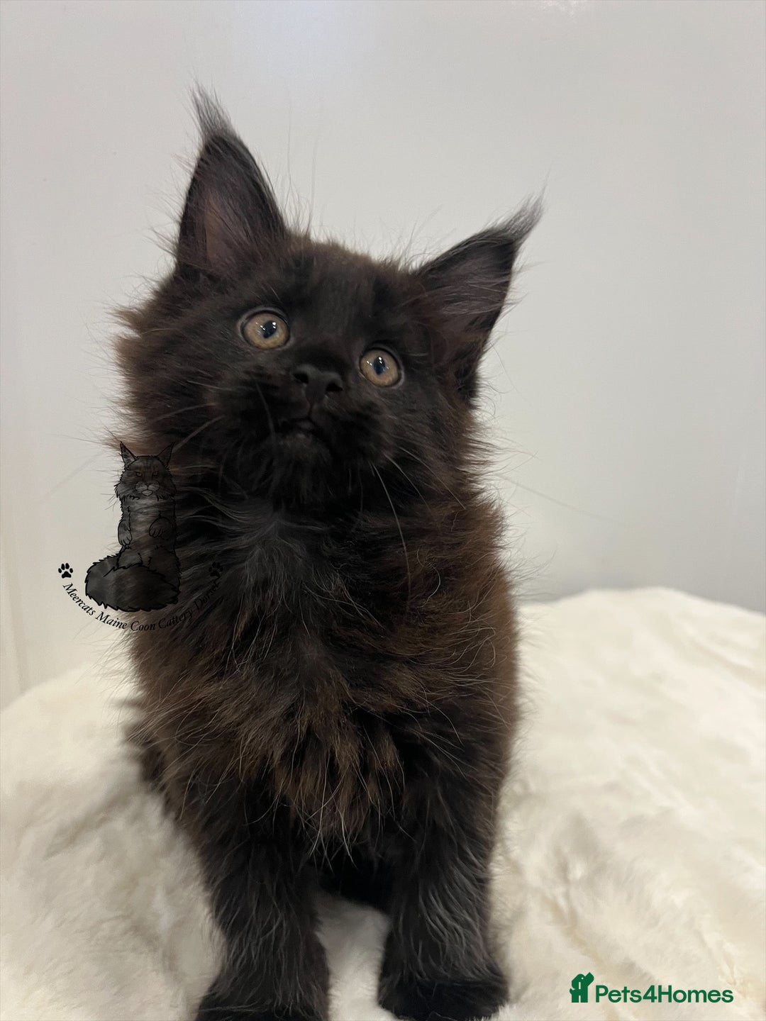 Maine Coon cats for sale: TICA stunning male black kitten Maine Coon XXL - Advert 3