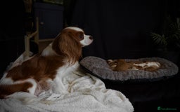 Cavalier King Charles Spaniel dogs for sale: KC reg, pedigree CKCS girl, ready to go - Image 14