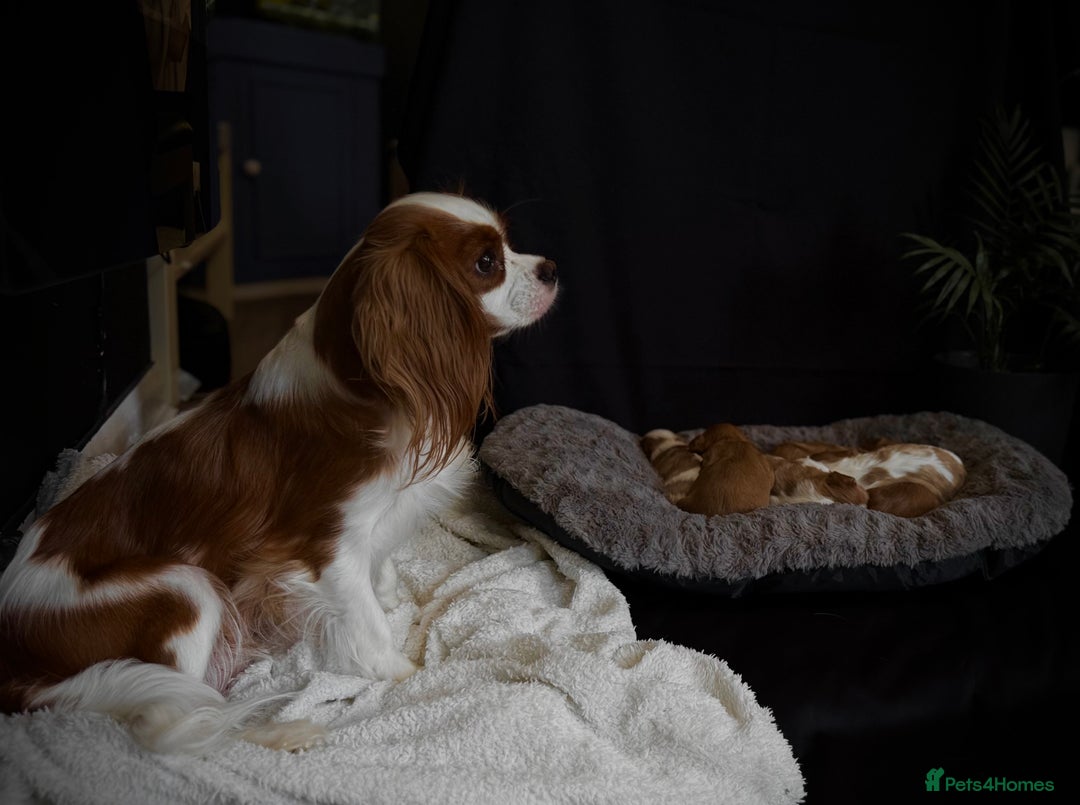 Cavalier King Charles Spaniel dogs for sale: KC reg, pedigree CKCS girl, ready to go - Image 14