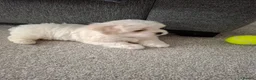 Mixed Breed dogs for sale: Adorable Maltichon in Bicester - Advert 3