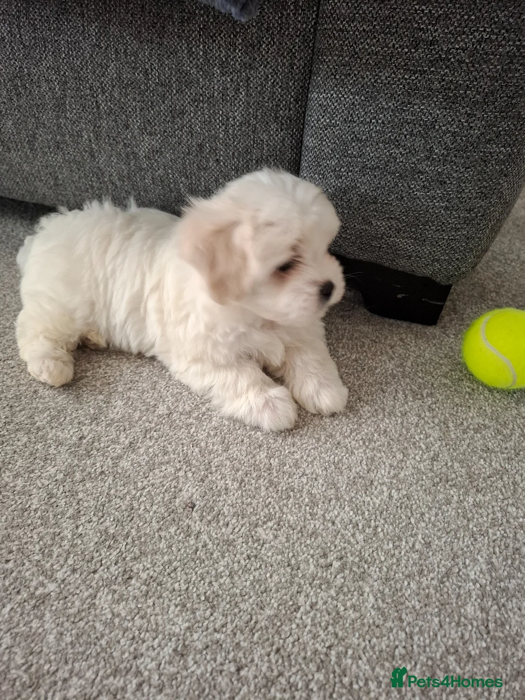 Mixed Breed dogs for sale: Adorable Maltichon in Bicester - Advert 3