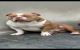 American Bully dogs for stud: American pocket bully  - Image 24