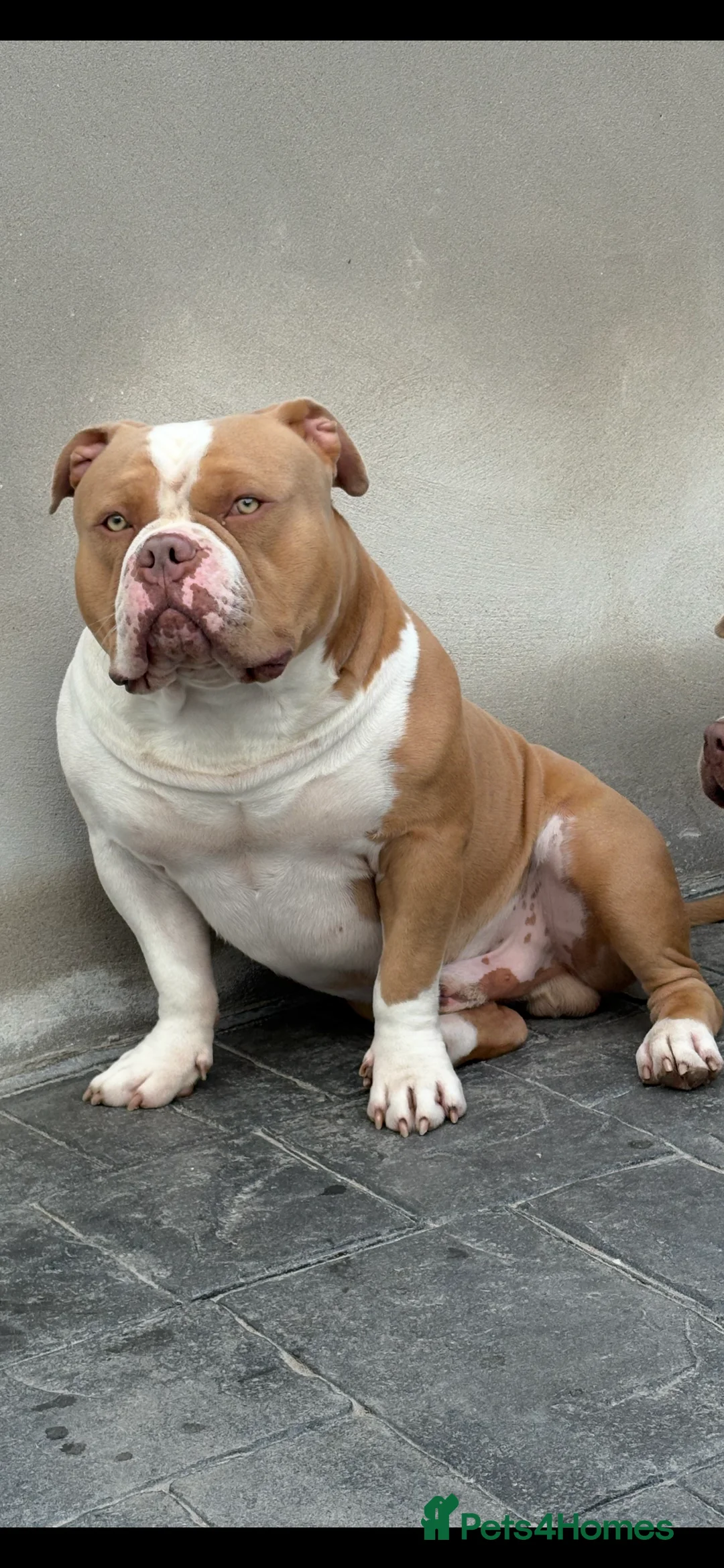 American Bully dogs for stud: American pocket bully  - Advert 24