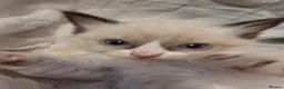 Ragdoll cats for sale: 🩵 6 Beautiful pure ragdolls 🩷 - Advert 8