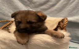 German Shepherd dogs for sale: German Shepard pups - Image 19