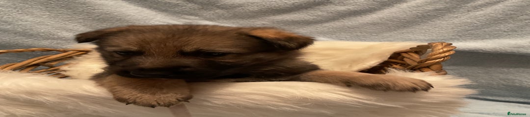 German Shepherd Puppy 8