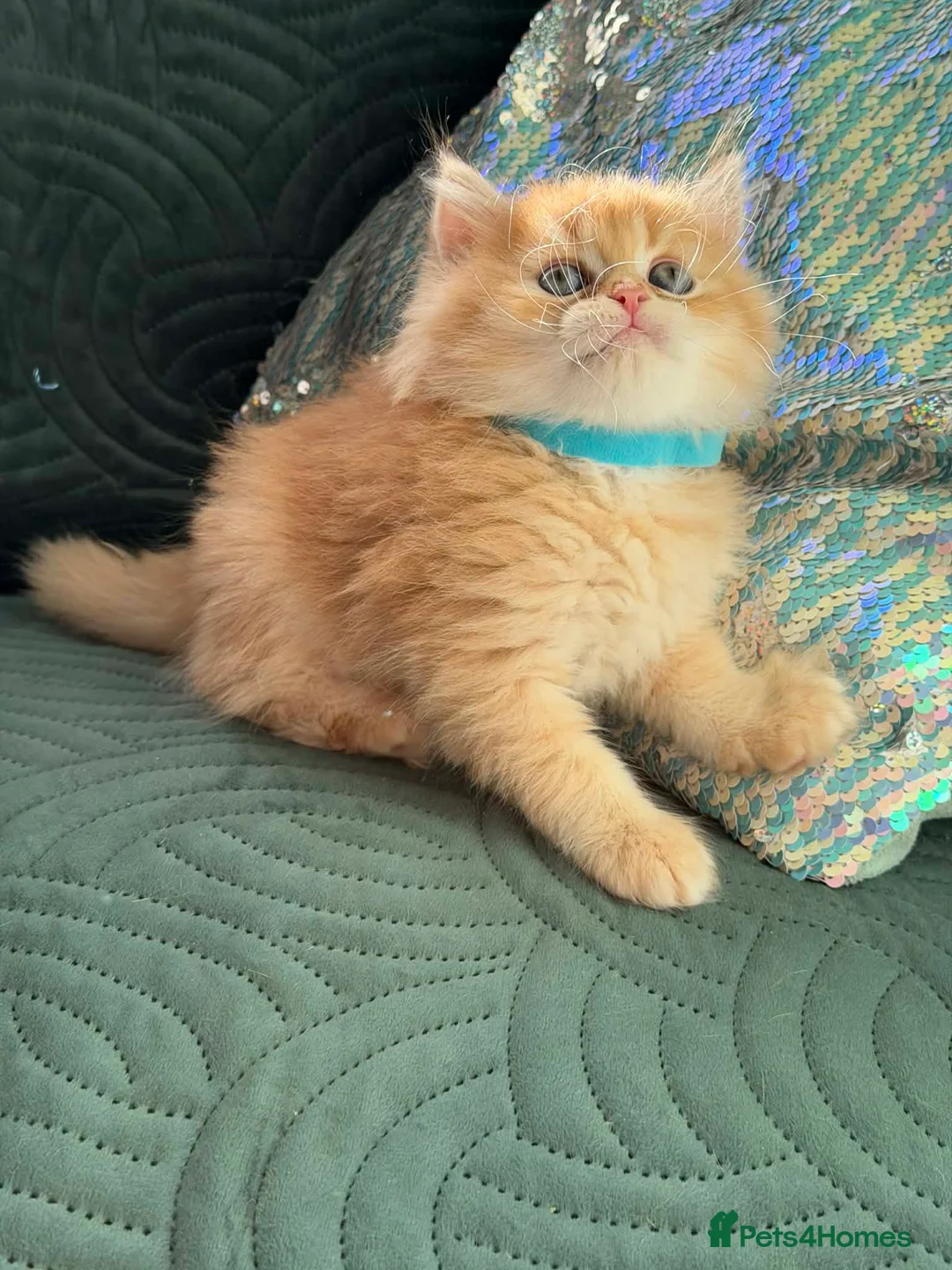 British Longhair cats for sale: CHUNKY, BEAUTIFUL BLH GOLDEN KITTENS  - Advert 3