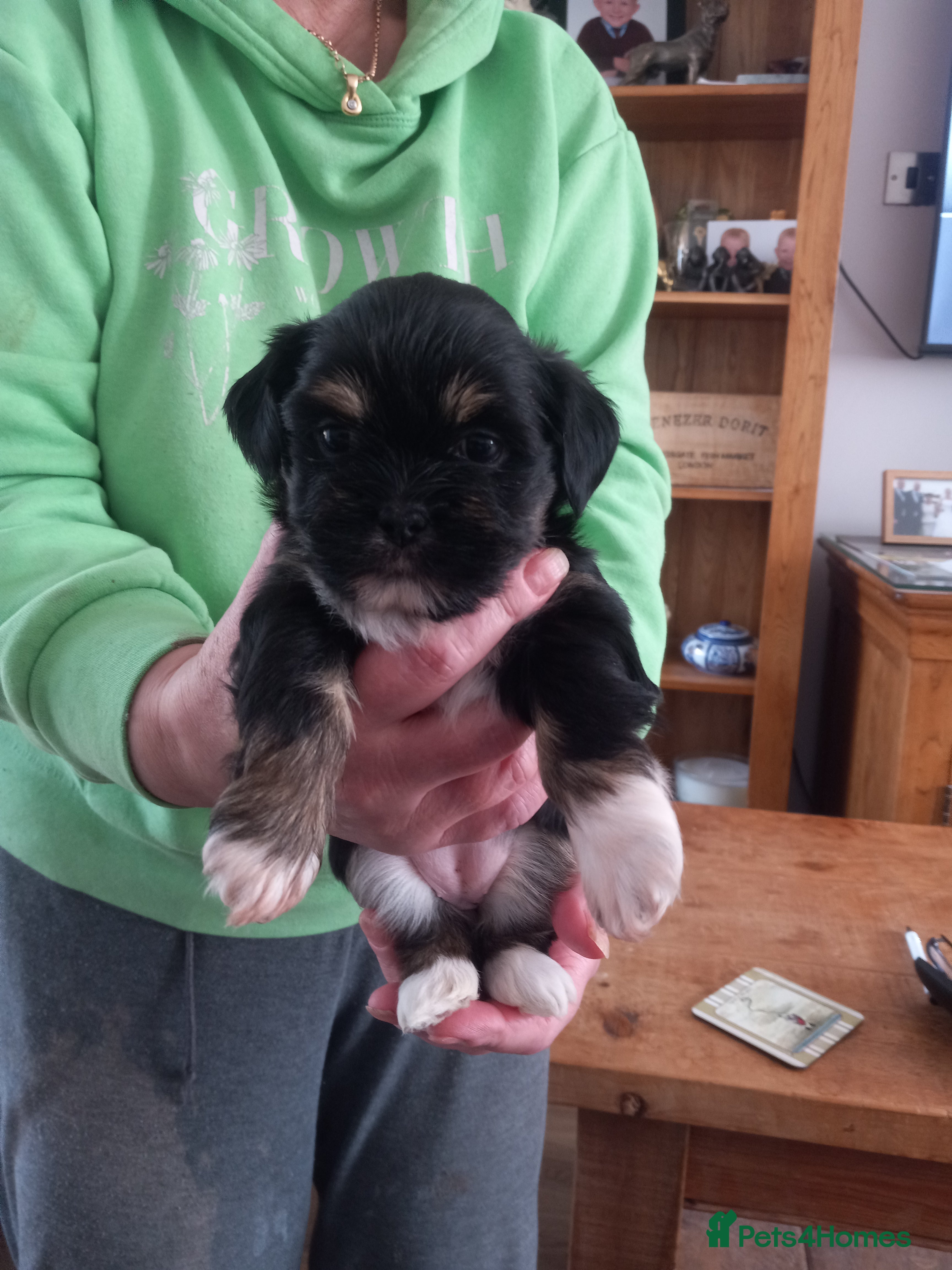 Lhasa Apso dogs Kc reg lhasa apso pups - Advert 2