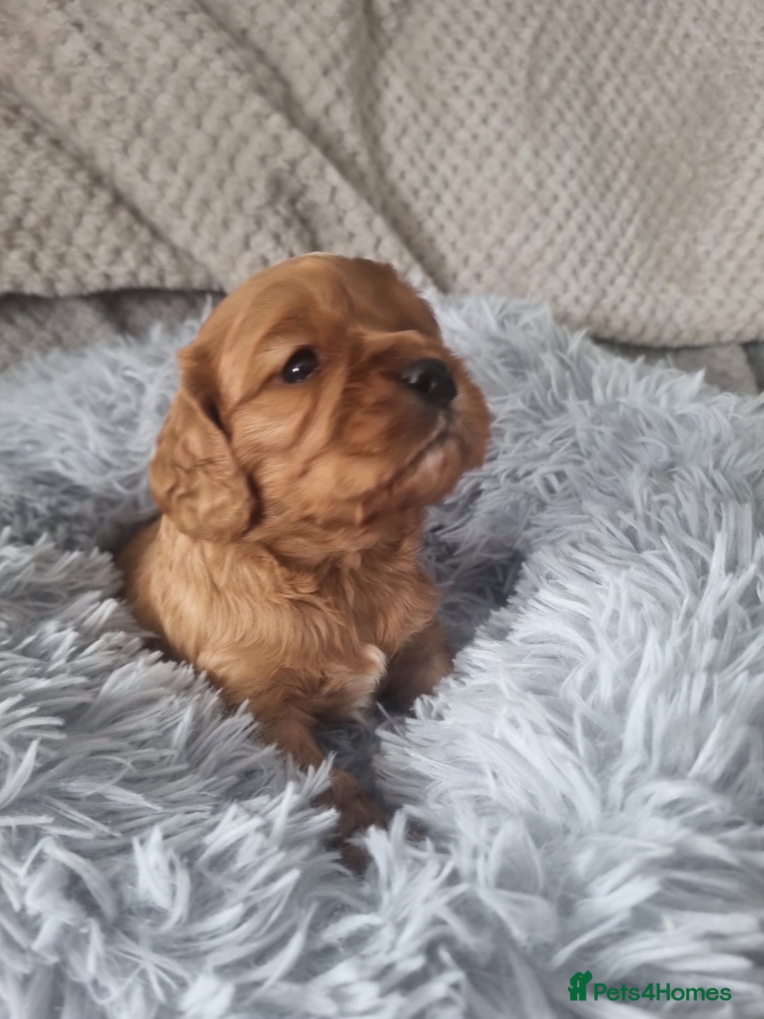 Mixed Breed dogs for sale: Beautiful F1b cockalier puppies  - Image 5