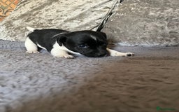 Patterjack dogs for sale: TOP QUALITY PATTERJACKS - Image 3