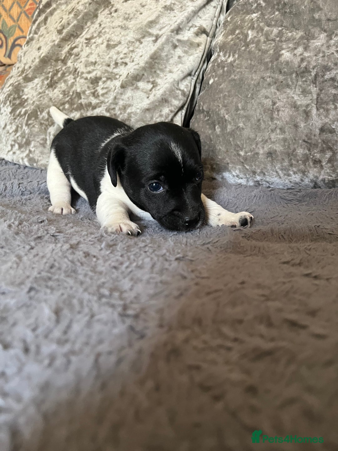Patterjack dogs for sale: TOP QUALITY PATTERJACKS - Image 3
