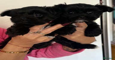 Yorkshire Terrier dogs - Advert 3