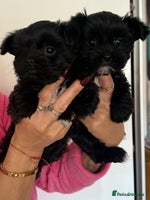 Yorkshire Terrier dogs - Advert 13