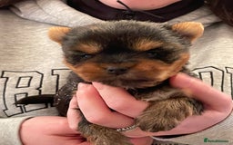 Mixed Breed dogs for sale: Biewer terrier puppy male, vaccs chip ect  - Image 1